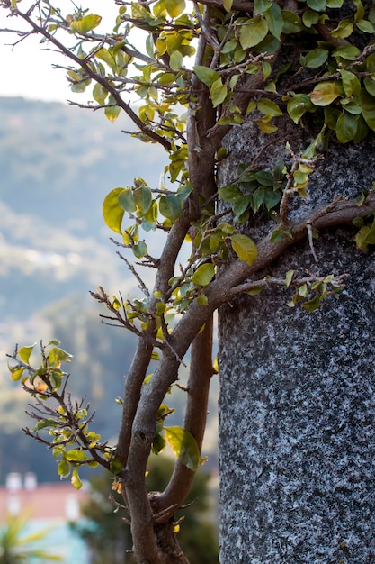 Bougainvillier plante s&#39;enroule dans un pilier