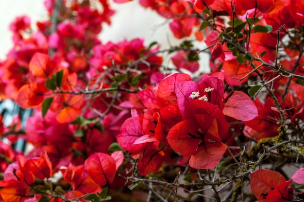 Bougainvillier rouge sur mur blanc