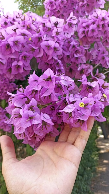 Bougainvillier spectabilis