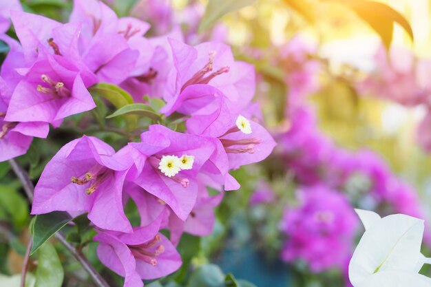 Bougainvilliers en fleurs dans un jardin de fleurs