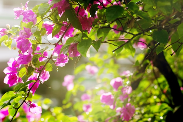 Bougainvilliers en fleurs dans un jardin