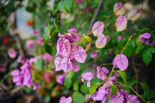 Bougainvilliers en fleurs dans un pot de fleurs dans le jardin botanique Petites fleurs roses Une plante exotique à feuilles persistantes