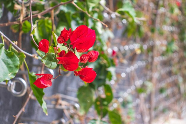 Bougainvilliers de fleurs d'été sur le mur de briques