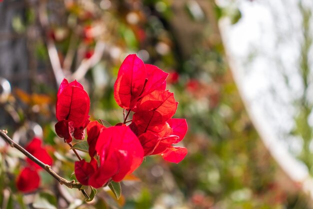 Bougainvilliers de fleurs d'été sur le mur de briques