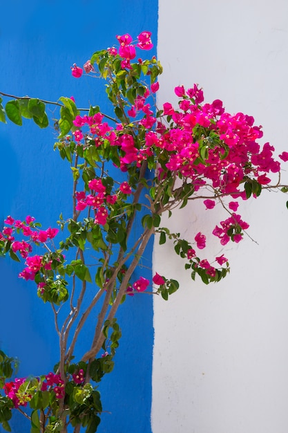 Bougainvilliers fleurs roses en méditerranée