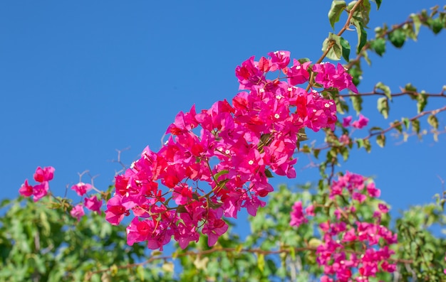 Bougainvilliers en fleurs roses.