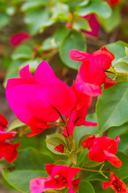 Bougainvilliers en fleurs sous les tropiques.