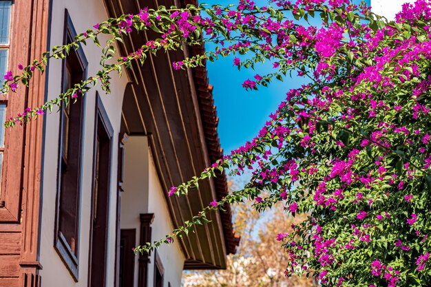 Bougainvilliers en fleurs violettes sur fond de maison de village