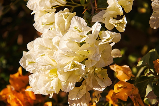 Bougainvilliers en fleurs