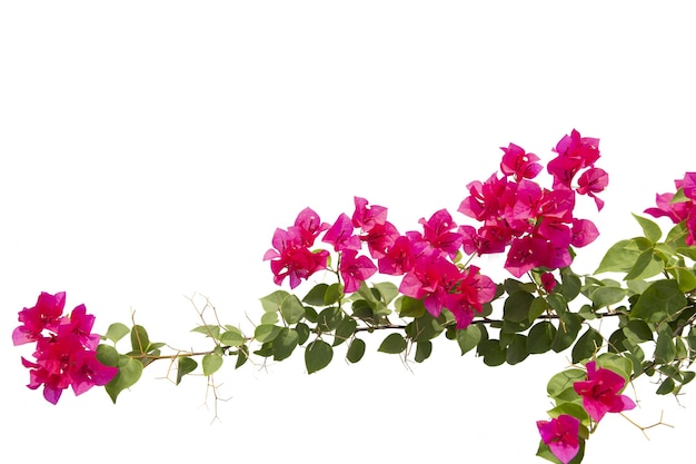 Photo bougainvilliers isolés sur fond blanc. enregistrer avec un tracé de détourage.