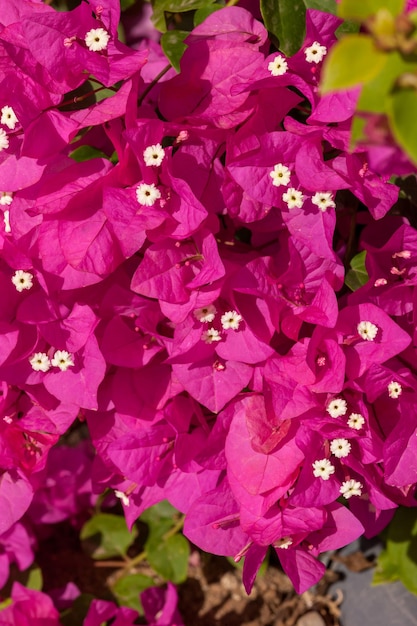 Bougainvilliers roses beauté , Sharm el Sheikh, Egypte