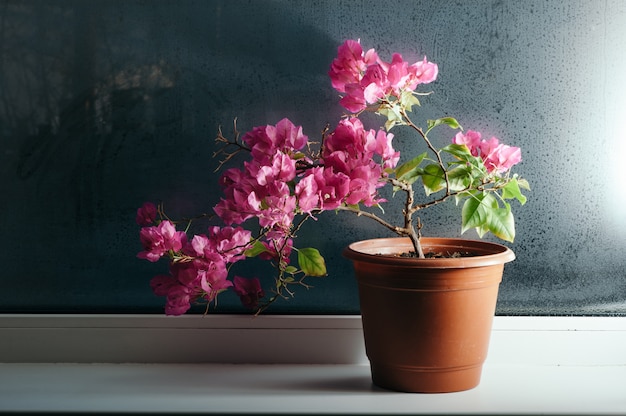 Bougainvilliers roses poussant dans un pot sur le rebord de la fenêtre. Verre embué.