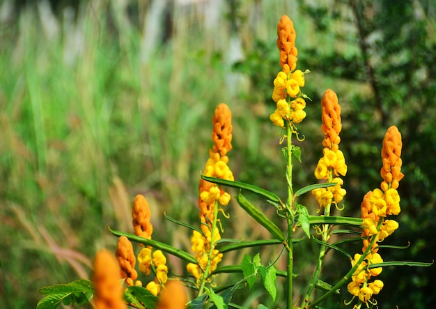 Bougie bush senna dans le pré