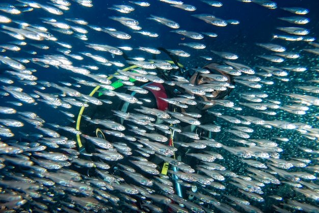 Boule d'appât géante de poissons de verre se déplaçant sous l'eau