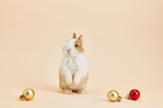 Boule de Noël et lapin