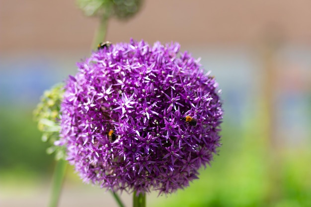 Boule de tête de fleur d'allium violet