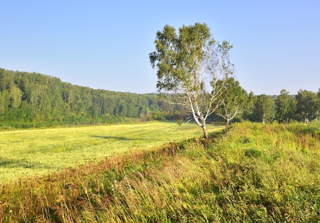 Bouleau au bord du champ