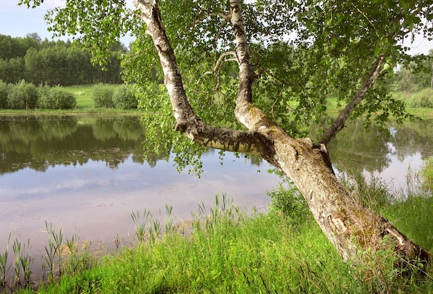 Bouleau au-dessus du lac dans la forêt Le tronc d'un arbre au feuillage épais se penchait au-dessus de l'eau