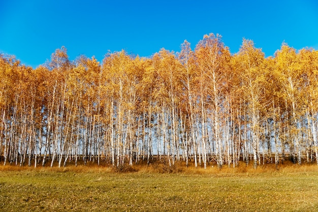 Bouleau d'automne, ciel bleu