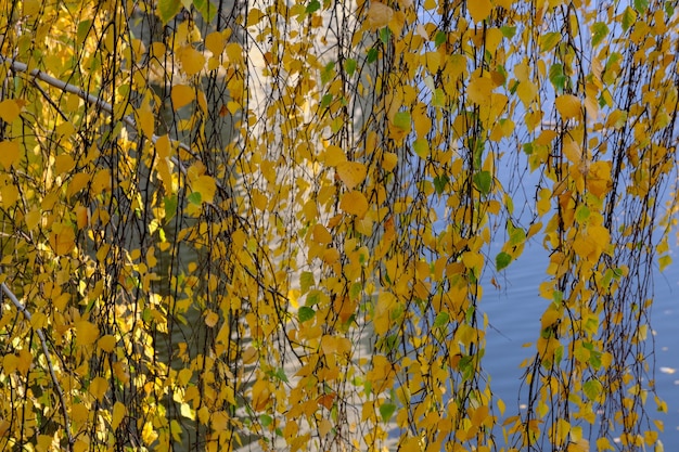 Bouleau d'automne avec de fines branches suspendues avec des feuilles jaunes au bord du lac en gros plan
