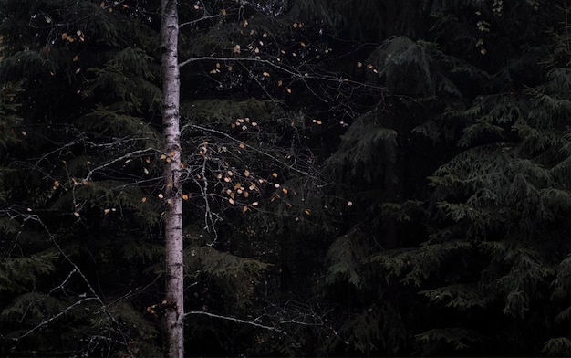 Bouleau aux feuilles jaunes d'automne sur fond de forêt d'épinettes