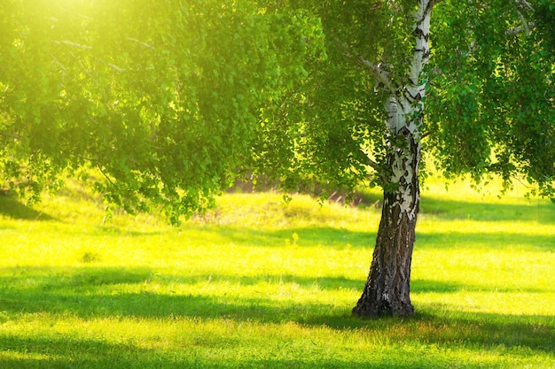 Bouleau aux feuilles vertes sur la prairie forestière avec de l'herbe verte. Mise au point sélective. Fond de belle nature d'été