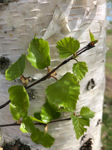 Photo un bouleau avec des feuilles dessus jeunes feuilles de bouleau en fleurs sur fond de tronc blanc