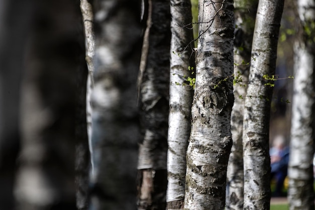 Bouleau sur fond de troncs d'arbres