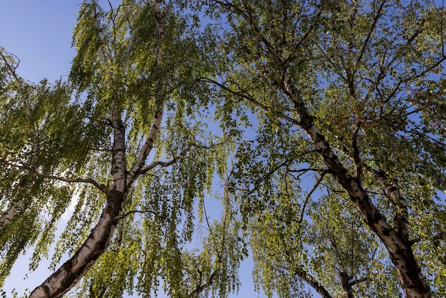 Bouleau haut en été feuillage vert sur bouleau en été et temps ensoleillé