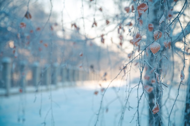 Le bouleau en hiver recouvert de neige gelé Arrière-plan naturel de l'hiver