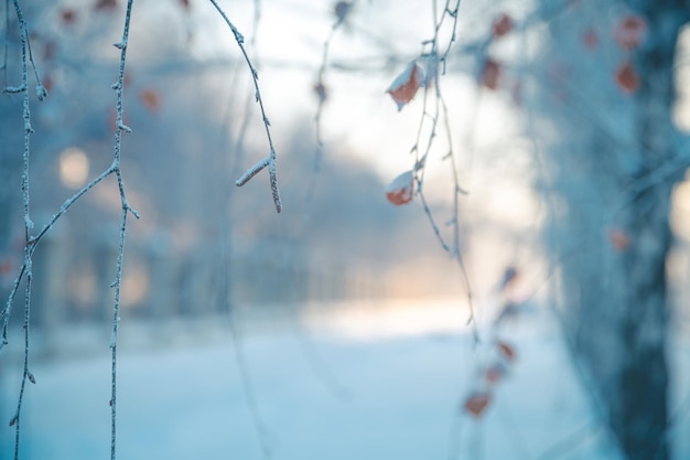 Le bouleau en hiver recouvert de neige gelé Arrière-plan naturel de l'hiver