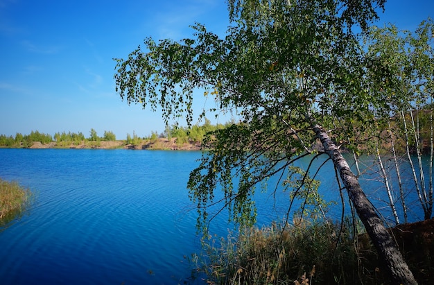 Bouleau incurvé au fond de paysage de plage de rivière