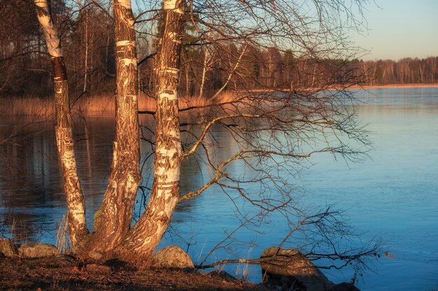 Bouleau sur le lac au début du printemps par une journée claire et ensoleillée