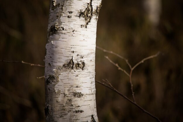 Photo un bouleau nu au printemps