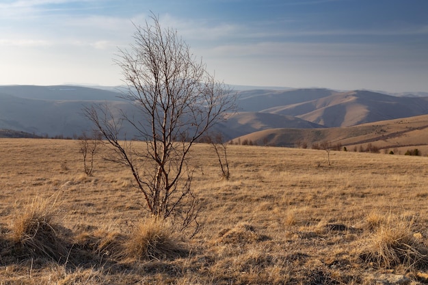 Bouleau nu solitaire et ombres profondes du soleil bas sur les collines lointaines Caucase Russie