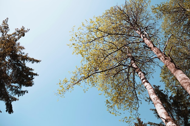 bouleau vert sur fond de ciel bleu en été