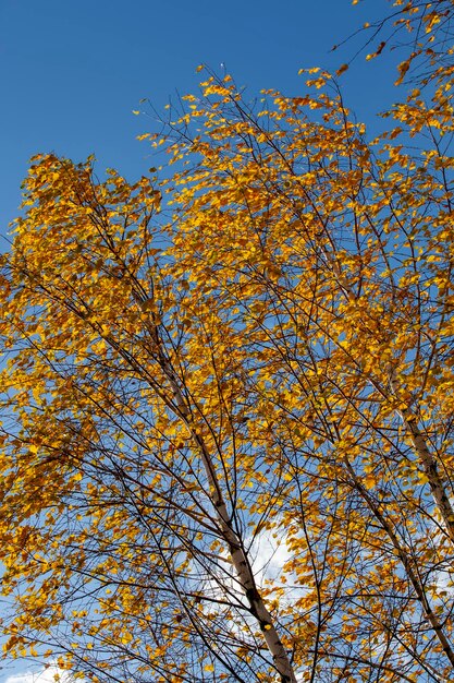 Bouleaux au feuillage orange en automne