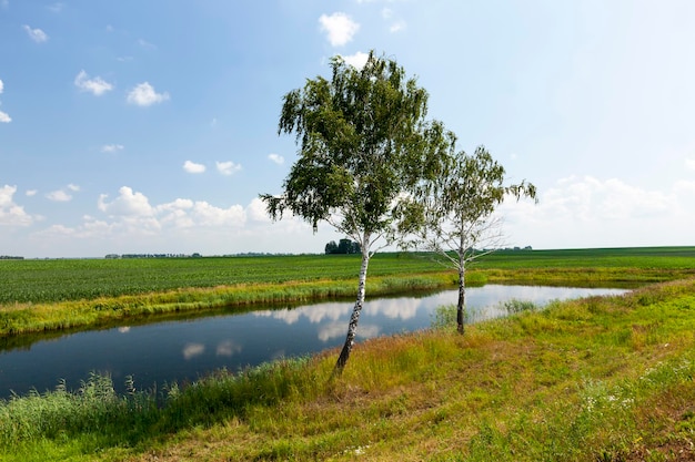 Bouleaux au feuillage vert poussant en été