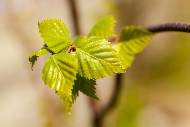 Bouleaux au printemps, gros plan de jeunes feuilles vertes sur les bouleaux