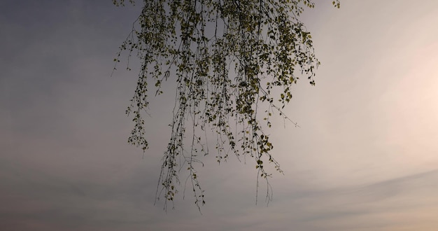 bouleaux au printemps lors de l'apparition du premier feuillage