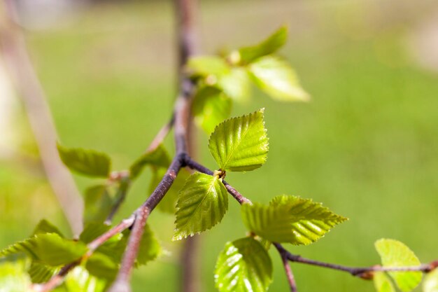 Bouleaux au printemps