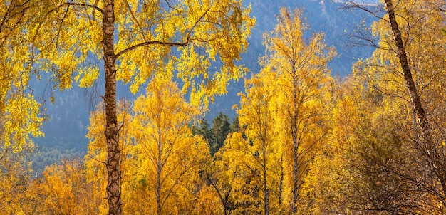 Des bouleaux d'automne dorés à la lumière du soleil Banner de fond naturel