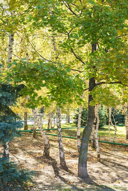 Bouleaux et autres arbres dans le parc Beau soleil jaunissant les feuilles d'automne et les sapins