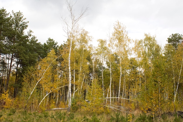 Bouleaux cassés ou tombés dans la forêt d'automne