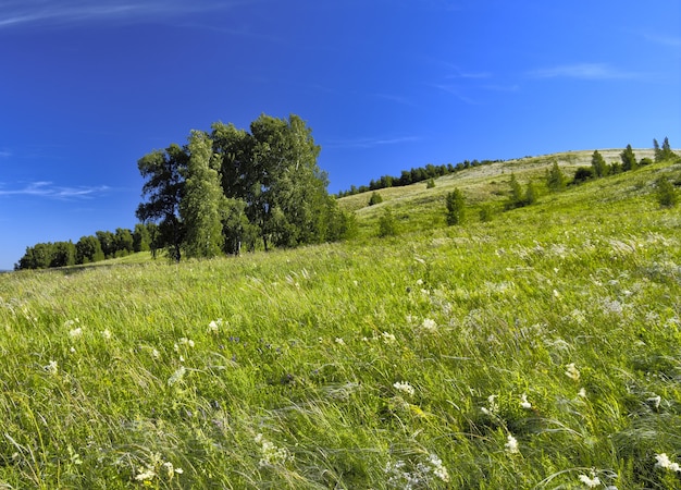 Photo bouleaux sur une colline verdoyante