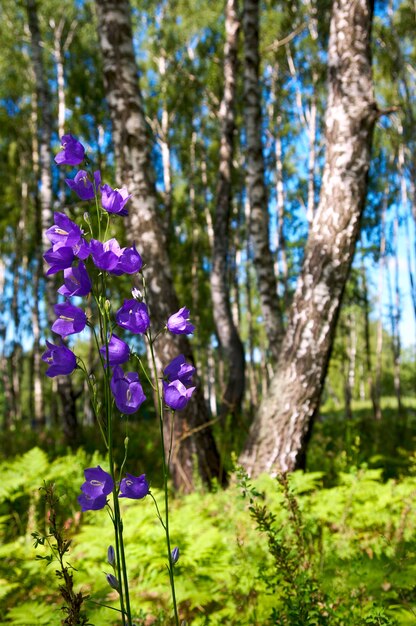 Photo bouleaux dans la forêt d'été avec bluebell devant