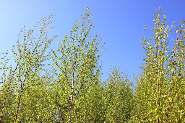 Bouleaux dans la forêt par une journée ensoleillée en été