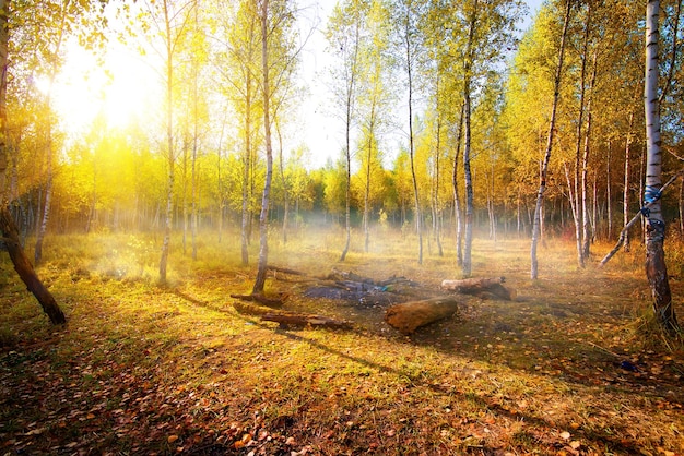 Bouleaux dans le parc d'automne le matin