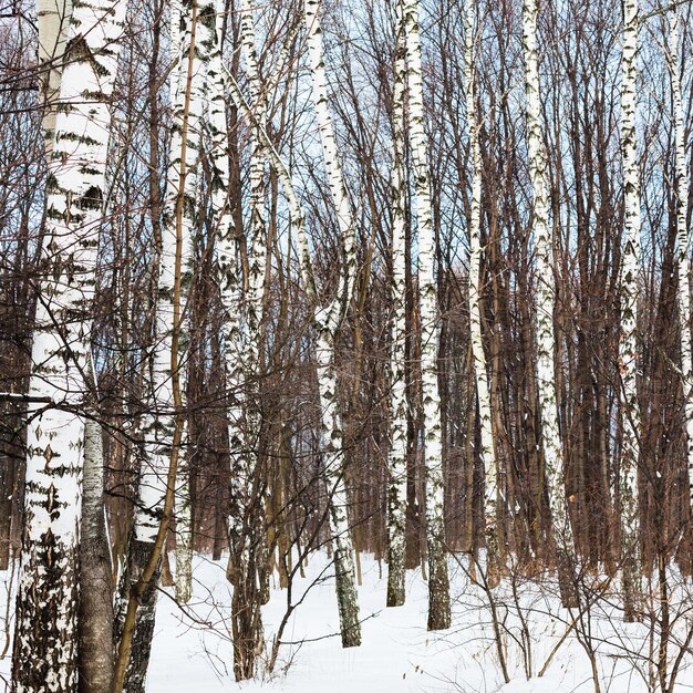 Bouleaux en forêt en hiver