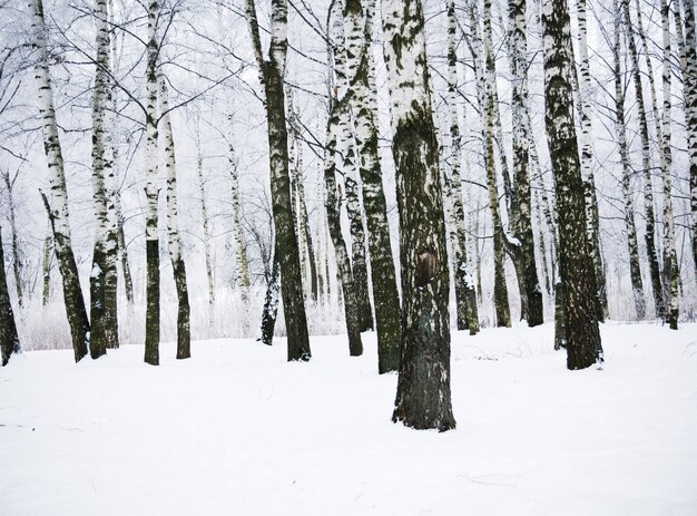 Photo bouleaux d'hiver